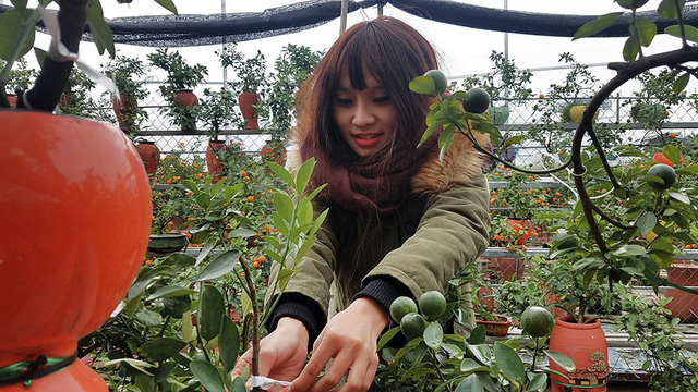 Độc[-]đáo[-]quất[-]cảnh[-]mọc[-]từ[-]chai[-]thuỷ[-]tinh